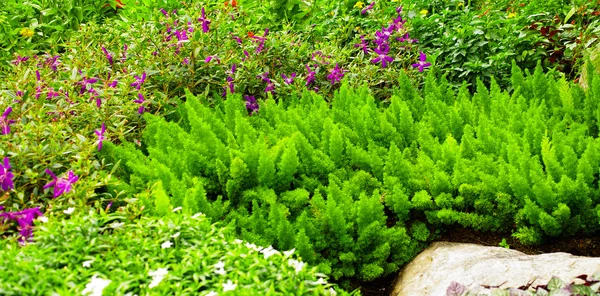 Schöner Pflanzenhintergrund — Stockfoto