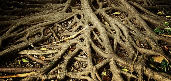 Root — Stock Photo, Image