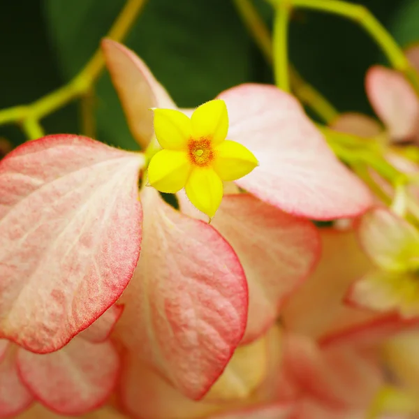 Dona Queen Sirikit, Bel fiore giallo — Foto Stock