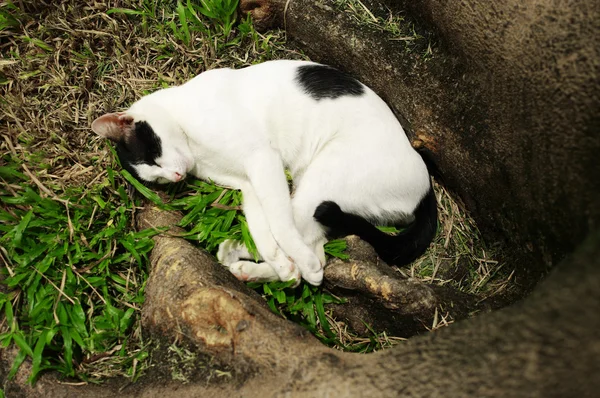 Gato soñoliento en el jardín —  Fotos de Stock