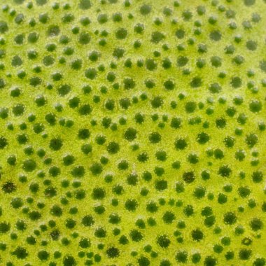 pomelo cilt dokusunu