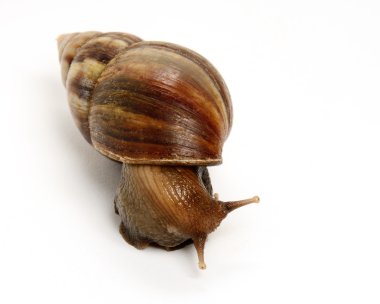 Beyaz arkaplanda izole edilmiş salyangoz