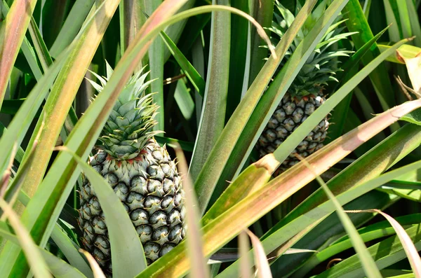 Ananas i gård — Stockfoto