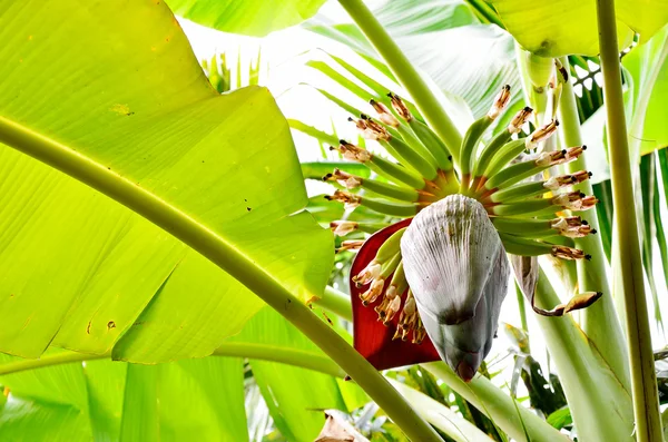 Banan blomma — Stockfoto