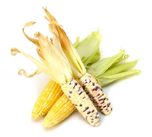 Sweet corn isolated — Stock Photo, Image