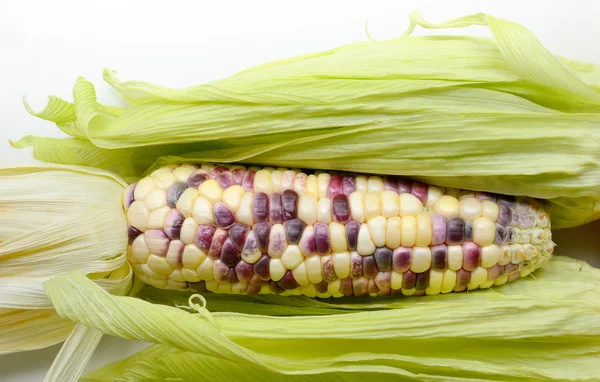 Fresh corn isolated on white background — Stock Photo, Image