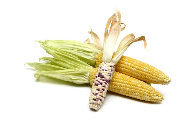 Fresh corn isolated on white background — Stock Photo, Image