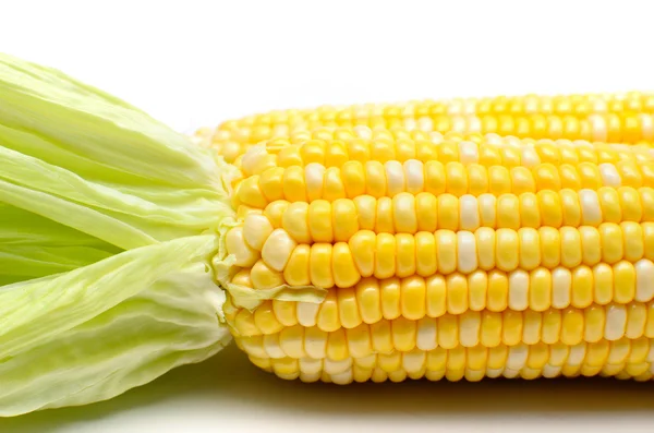 Fresh corn isolated on white background — Stock Photo, Image