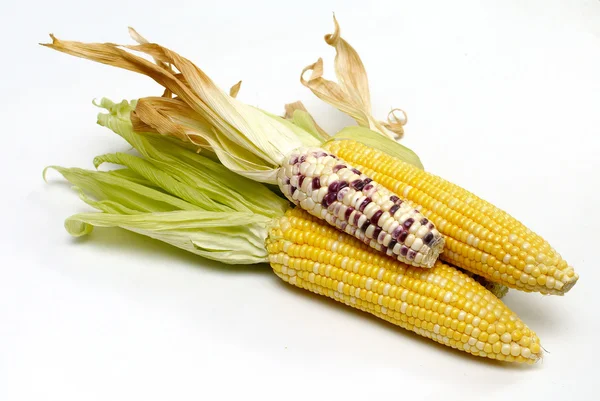 Fresh corn isolated on white background — Stock Photo, Image