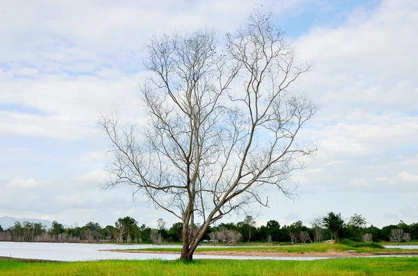 Árbol seco —  Fotos de Stock