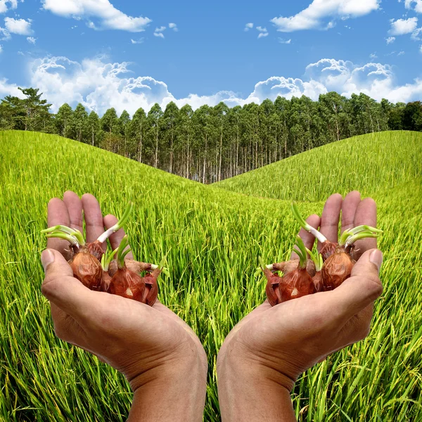 Sementi da piantare nel concetto di azienda agricola — Foto Stock