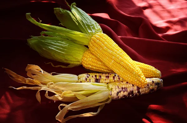 Sweet corn with morning light still life — Stock Photo, Image