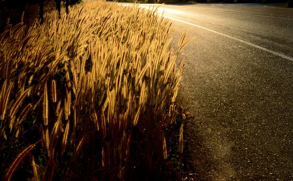 Altın çim alanının yanındaki günbatımı ışığı ile yola — Stok fotoğraf