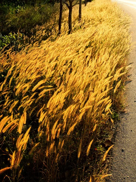 Campo de hierba dorada junto a la carretera con luz del atardecer —  Fotos de Stock