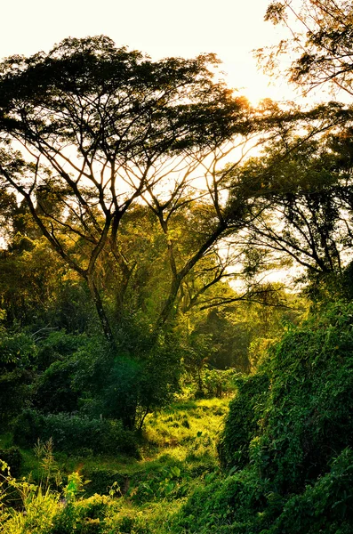 好的太阳光线与树荒野 — 图库照片