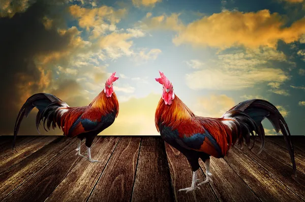 Gallo mascota con fondo cielo de la mañana —  Fotos de Stock