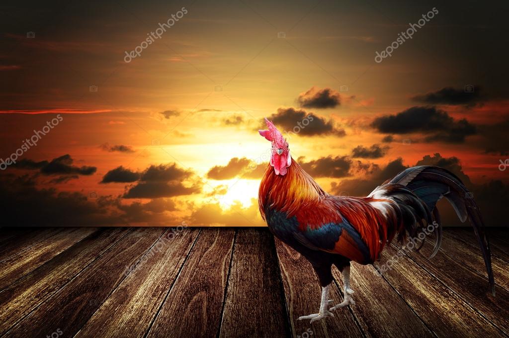 Rooster with morning sunrise sky background — Stock Photo © pixbox77