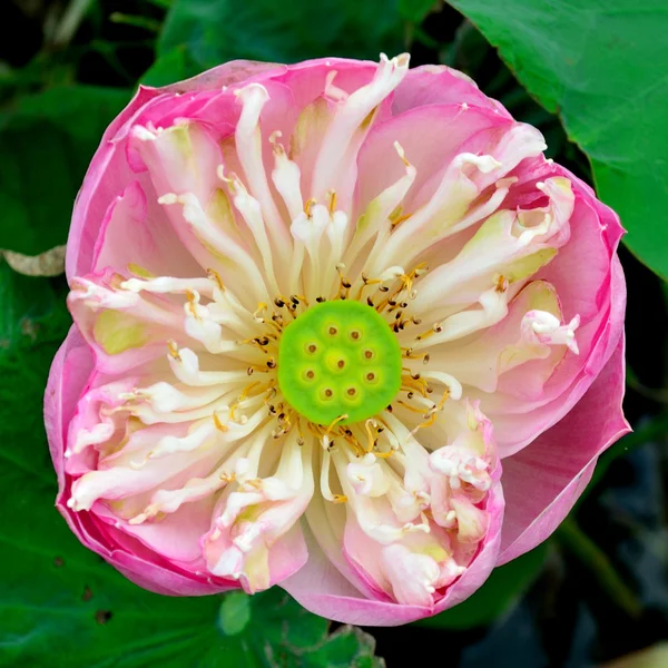 Nice pink lotus blossom — Stock Photo, Image