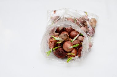 arpacık plastik torba