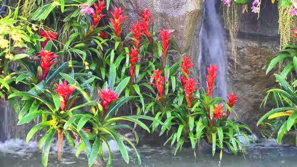 Mooie bloem met waterval achtergrond — Stockvideo