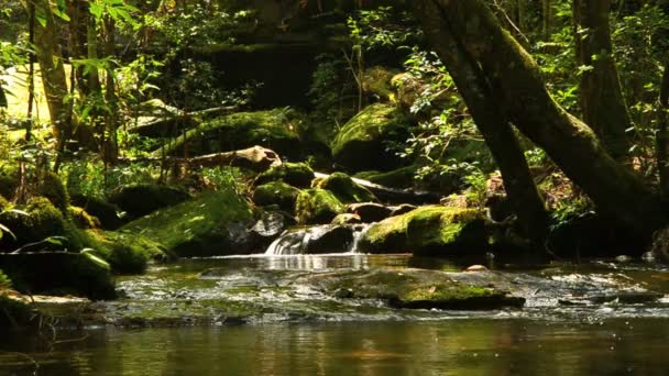 Little waterfall at Phu Kradeug, Leio provice, Thailand — Stock Video