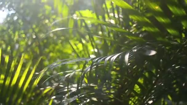 Arbre tropical avec rayon de soleil 