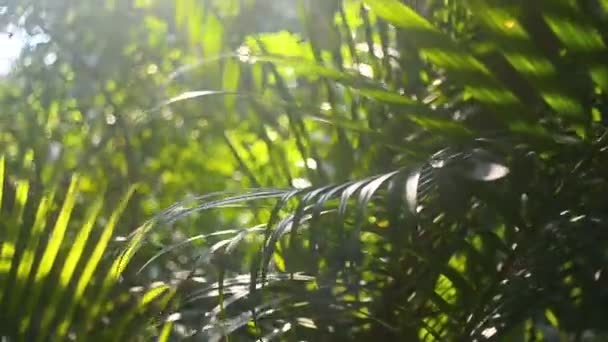 Tropical tree with sun ray — Stock Video