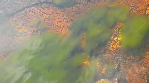Algues d'eau douce dans la rivière, Thaïlande — Video