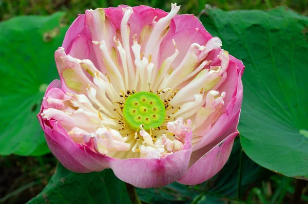 Flor de lótus rosa agradável — Fotografia de Stock