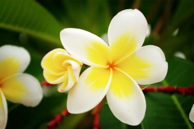 frangipani çiçek çiçeklenme