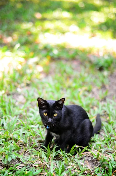 Black cat in garden — Stock Photo, Image