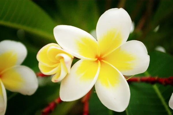 Fioritura dei fiori Frangipani — Foto Stock