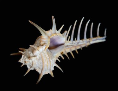 troschel'ın Labraunda'ya ya da Venüs tarağı Labraunda'ya seashell siyah arka plan üzerine izole 