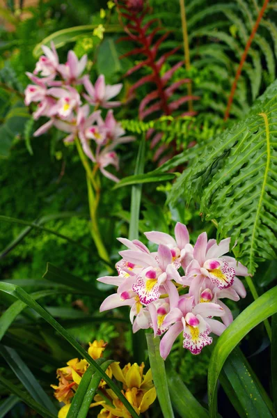 Schöne Orchideenblume — Stockfoto