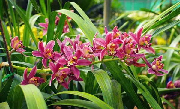 Rote Orchidee — Stockfoto