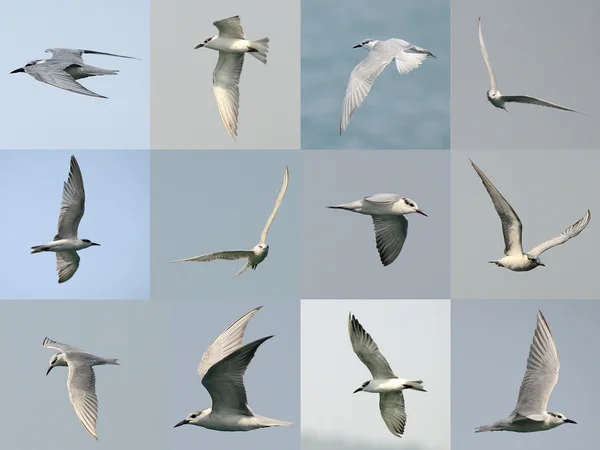 Conjunto de gaviotas volando en el cielo —  Fotos de Stock
