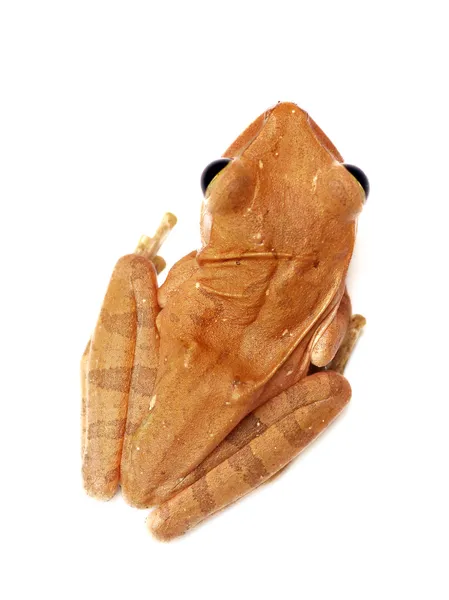 Common Tree Frog, Animal isolated — Stock Photo, Image