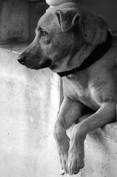 Dog is waiting on stair in black and white style — Stock Photo, Image