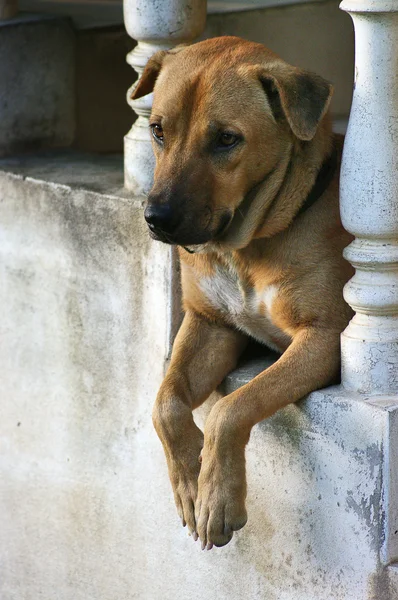 Собака чекає — стокове фото
