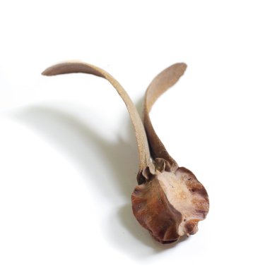 dipterocarpus secs fleur isolat sur blanc 