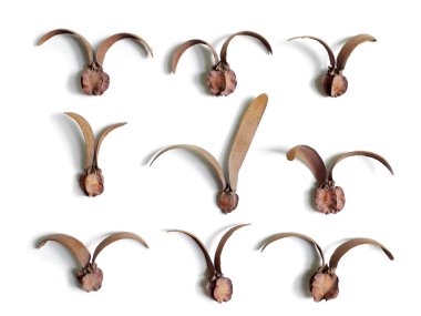 Grup kuru dipterocarpus çiçek 