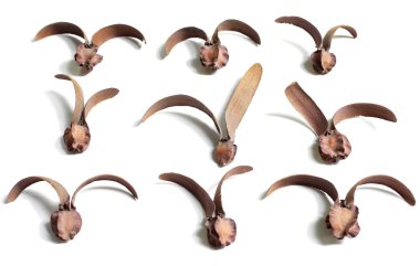 Kuru dipterocarpus çiçek kümesi üzerinde beyaz izole 