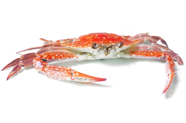 Boiled crab isolated on white background — Stock Photo, Image