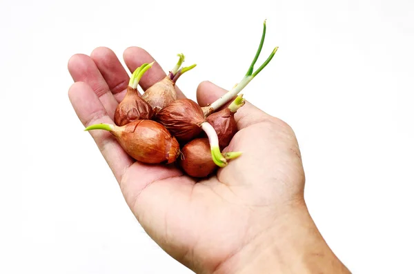 Schalottenzwiebeln in der Hand — Stockfoto