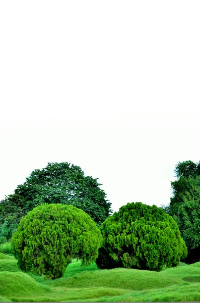 Árvore no jardim com céu branco — Fotografia de Stock