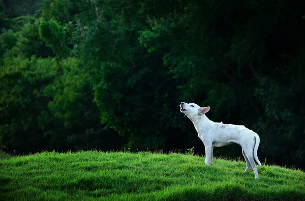 Tjutande hund — Stockfoto