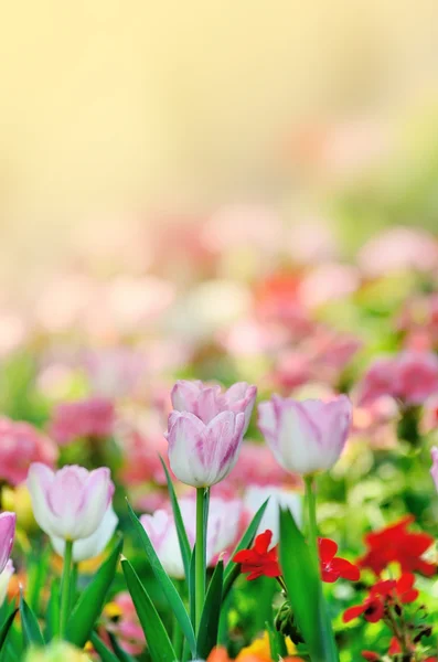 Mooi tulip in tuin — Stockfoto