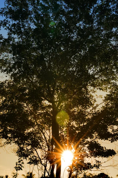 Nascer do sol com silhuoette árvore — Fotografia de Stock