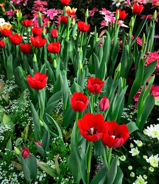 Red tulip in the garden — Stock Photo, Image