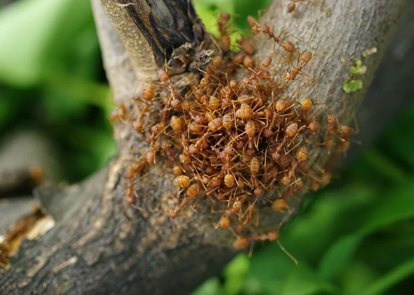 Sekelompok semut di pohon — Stok Foto